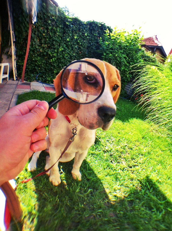 Detective Beagle