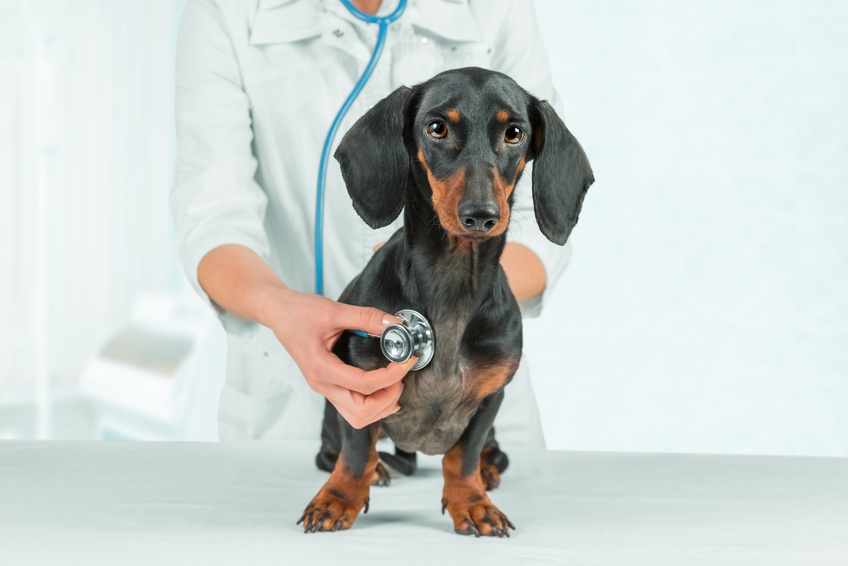 Woman veterinarian listens dachshund